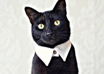 Dois-je utiliser un collier pour chat ?