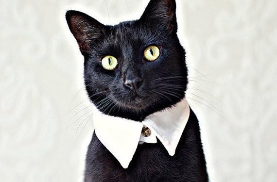 Dois-je utiliser un collier pour chat ?