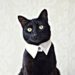 Dois-je utiliser un collier pour chat ?