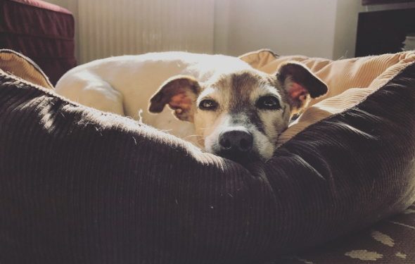 Est-ce que poser son chien ou son chat à la maison est une option?