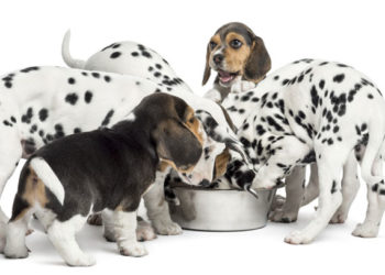 Étapes de la vie du chien et besoins nutritionnels