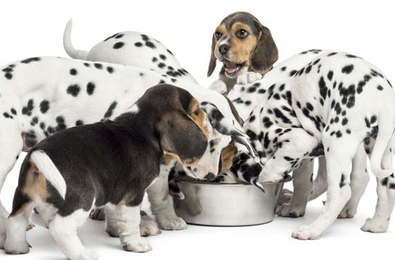 Étapes de la vie du chien et besoins nutritionnels