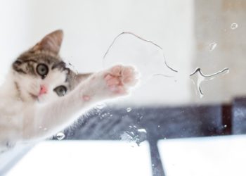 Existe-t-il des chats qui aiment l’eau?