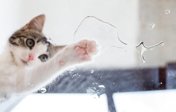 Existe-t-il des chats qui aiment l’eau?