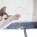 Existe-t-il des chats qui aiment l’eau?