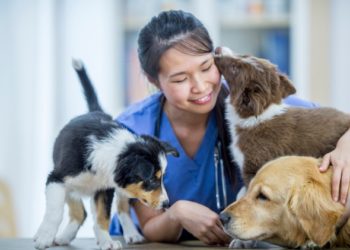 FAQ sur la vaccination des chiens et des chats