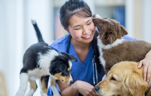 FAQ sur la vaccination des chiens et des chats