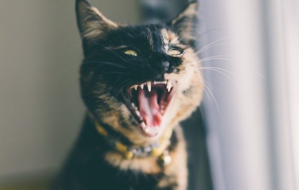 Faits intéressants sur les dents de chat