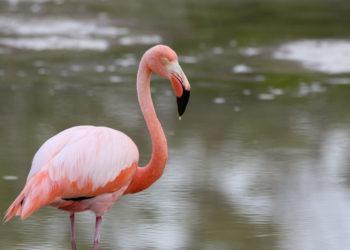 Flamant des Galapagos – Faits, régime et information sur l’habitat