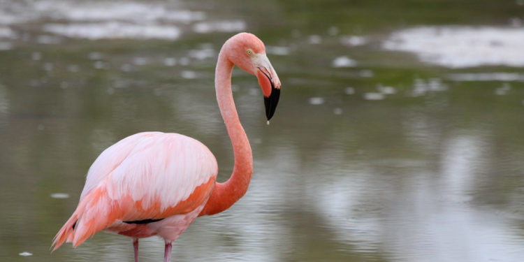 Flamant des Galapagos – Faits, régime et information sur l’habitat