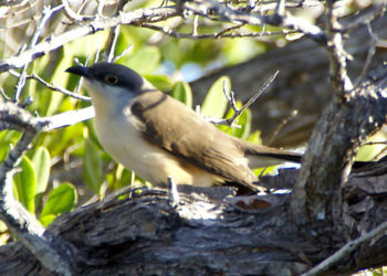 Galapagos coucou à bec noir – Faits, informations et photos