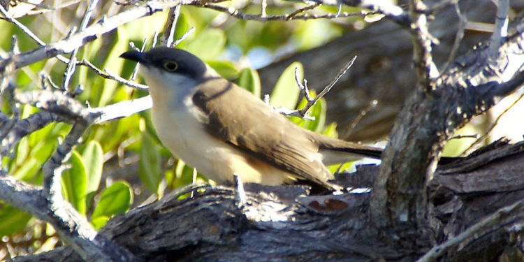 Galapagos coucou à bec noir – Faits, informations et photos
