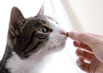 Gestion des maladies du foie chez les chats avec des suppléments nutritionnels