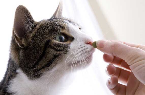 Gestion des maladies du foie chez les chats avec des suppléments nutritionnels