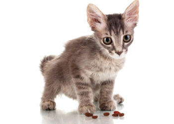 Horaire d’alimentation des chaton – Impression de l’horaire d’alimentation des chaton