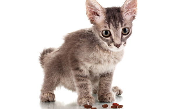Horaire d’alimentation des chaton – Impression de l’horaire d’alimentation des chaton