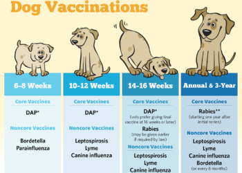 Horaire de base des vaccins pour chiens