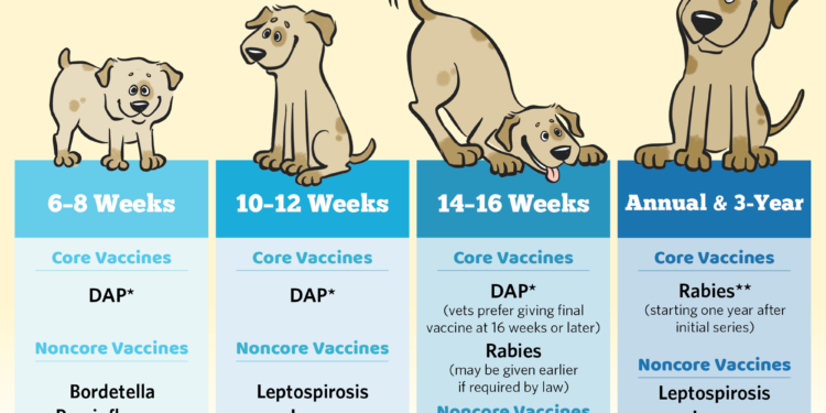 Horaire de base des vaccins pour chiens