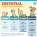 Horaire de base des vaccins pour chiens