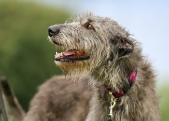 Hypertrophie cardiaque (cardiomyopathie dilatée) chez les chiens