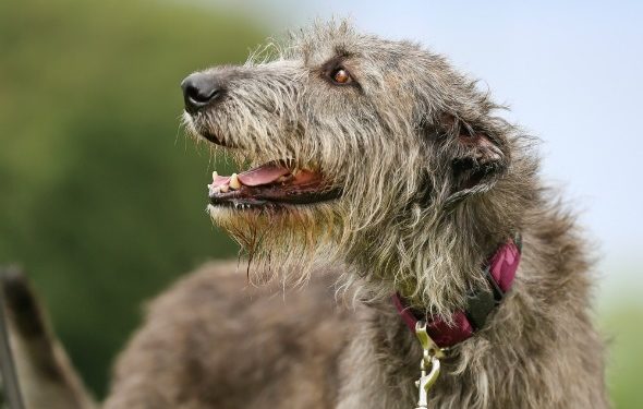 Hypertrophie cardiaque (cardiomyopathie dilatée) chez les chiens