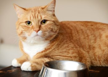 Imprécisions dans les niveaux de glucides calculés dans les aliments pour chats