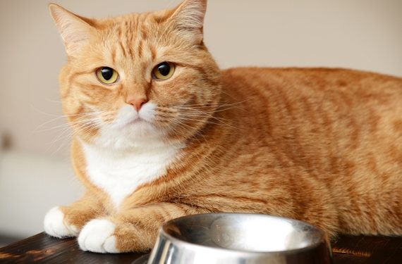 Imprécisions dans les niveaux de glucides calculés dans les aliments pour chats