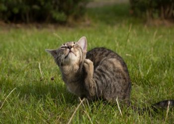 Infestation par les mouches des papillons: comment gérer les gazouillis chez les chats