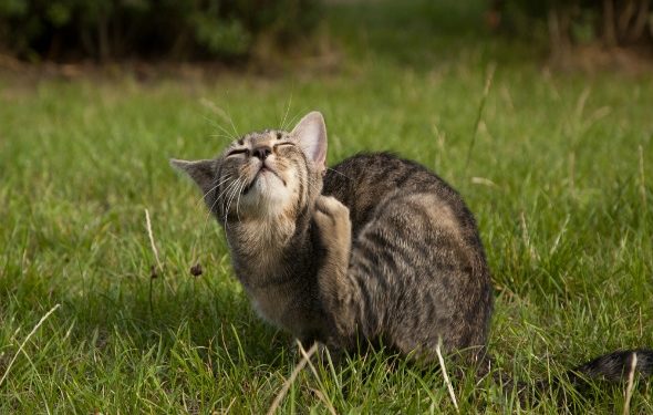 Infestation par les mouches des papillons: comment gérer les gazouillis chez les chats
