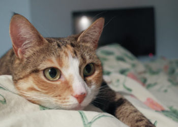 L’arthrite chez les chats – Reconnaître les signes d’arthrite et les traitements de l’arthrite