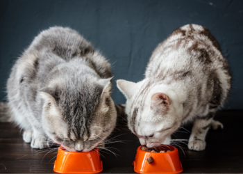 Le meilleur guide d’achat d’aliments humides pour chats – Édition 2020