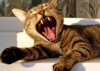 Le remède contre la mauvaise haleine des chats