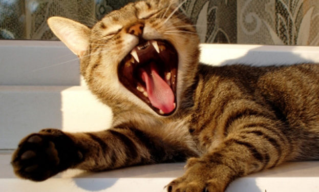 Le remède contre la mauvaise haleine des chats