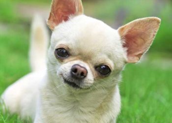 Le rôle de la nutrition dans le traitement de la maladie rénale canine