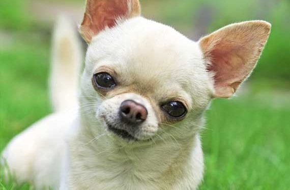 Le rôle de la nutrition dans le traitement de la maladie rénale canine