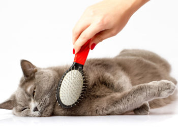 Les 10 meilleurs conseils sur le toilettage des chats