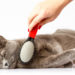 Les 10 meilleurs conseils sur le toilettage des chats