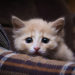 Les 10 principales races de chats