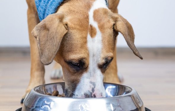 Les aliments pour chiens sans céréales causent-ils des maladies cardiaques?