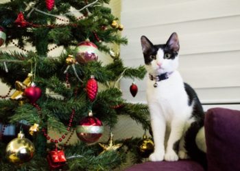 Les chats et les arbres de Noël peuvent-ils coexister?