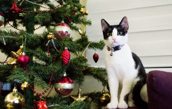 Les chats et les arbres de Noël peuvent-ils coexister?