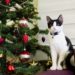 Les chats et les arbres de Noël peuvent-ils coexister?