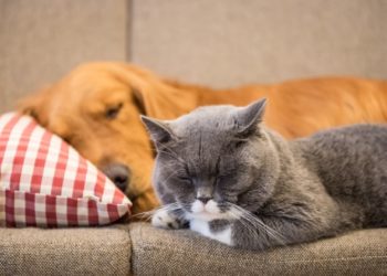 Les chats peuvent-ils être allergiques aux chiens?