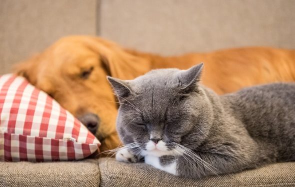 Les chats peuvent-ils être allergiques aux chiens?