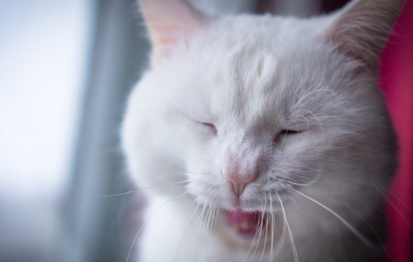 Mauvaise haleine chez les chats: comment la prévenir et la traiter