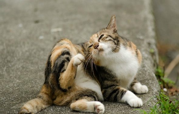 Meilleur traitement aux puces pour les chats