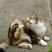 Meilleur traitement aux puces pour les chats