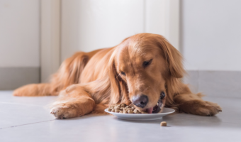 nourriture pour chiens pour estomac sensible
