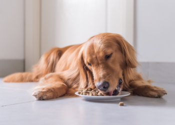 Meilleure nourriture pour chiens pour un estomac sensible – Édition 2020