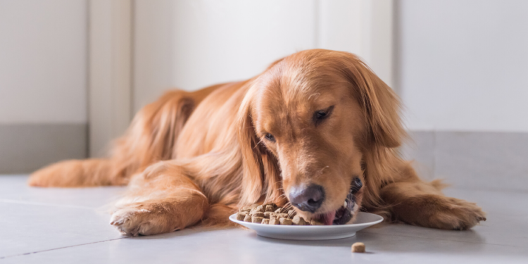 Meilleure nourriture pour chiens pour un estomac sensible – Édition 2020